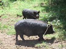 American Guinea Hogs